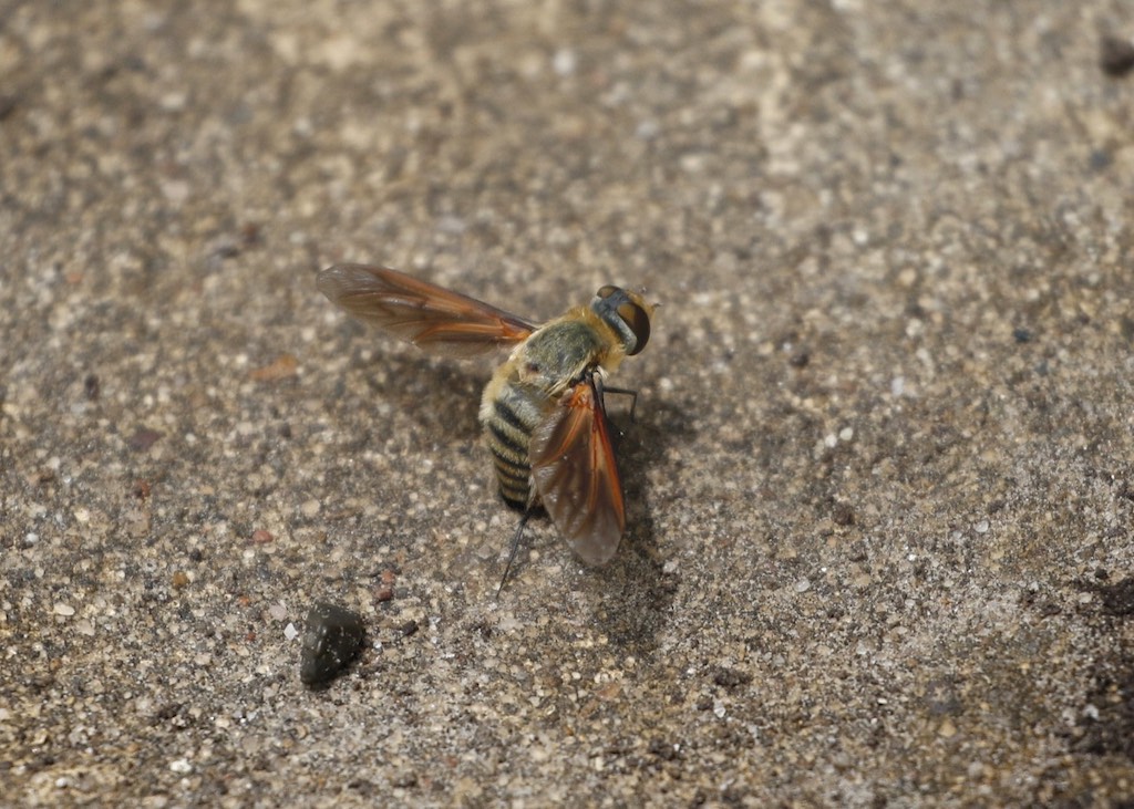 Bee Fly