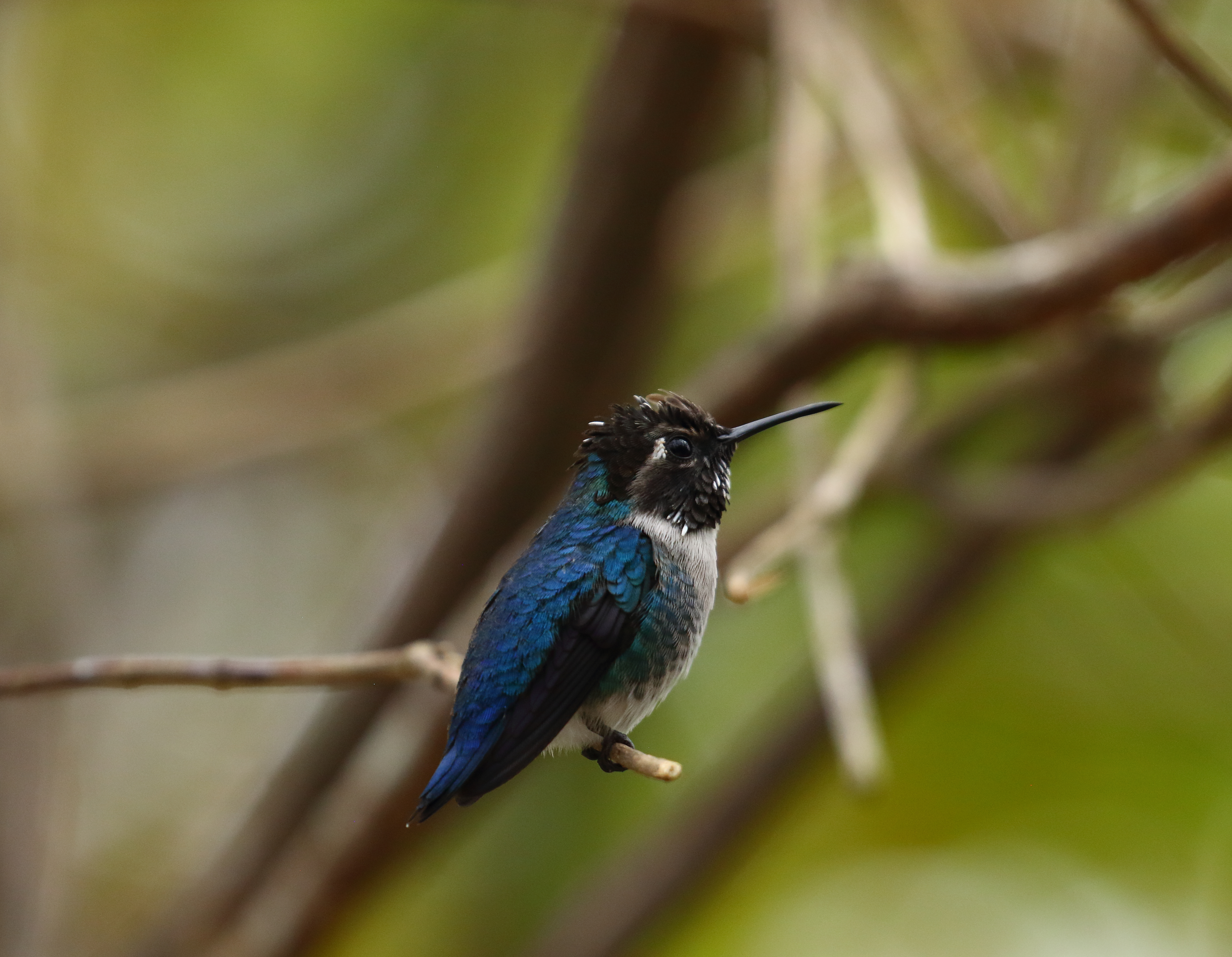 bee hummer side view.JPG