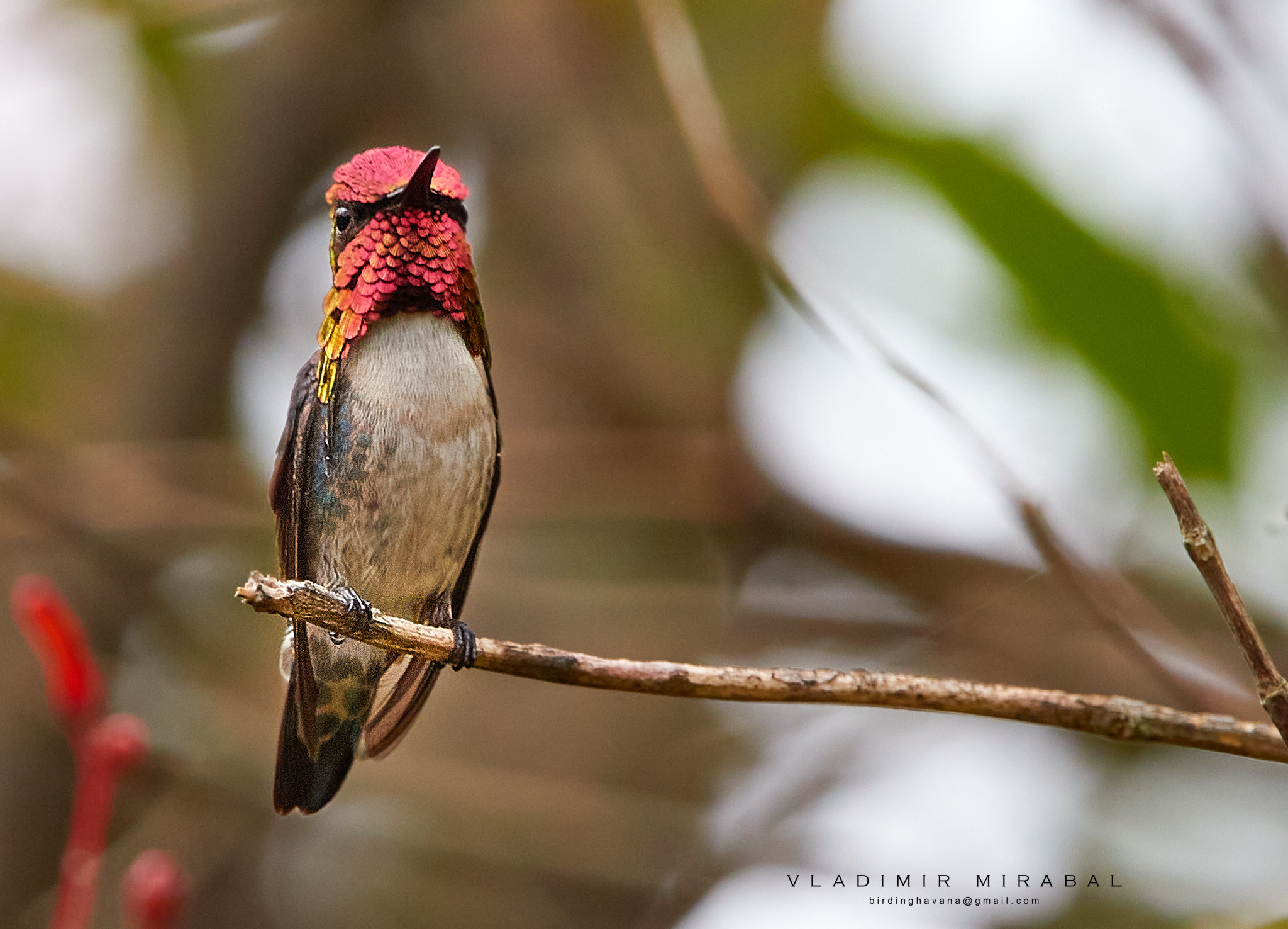 Bee Hummingbird
