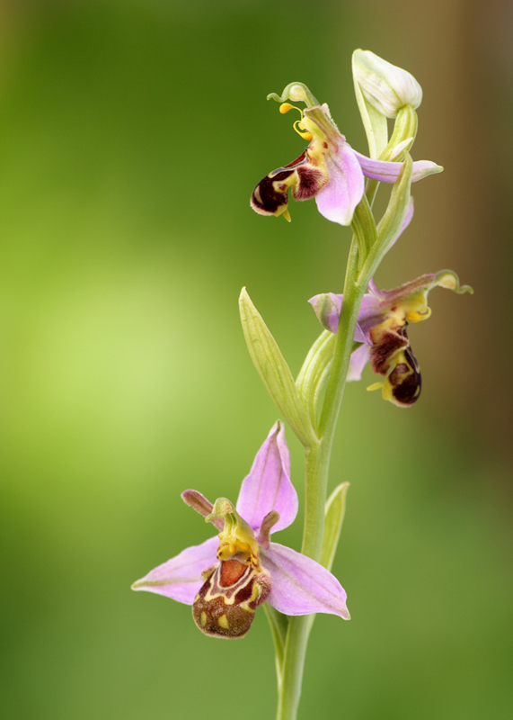 Bee Orchid