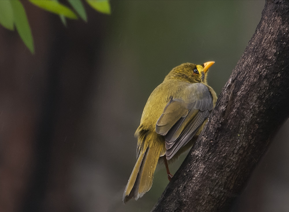 Bell Miner