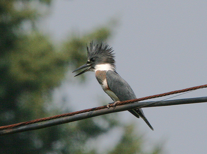 Belted Kingfisher on a wire