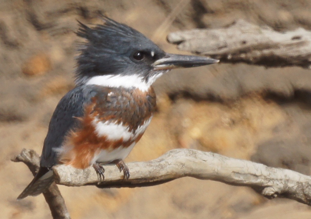 Belted Kingfisher