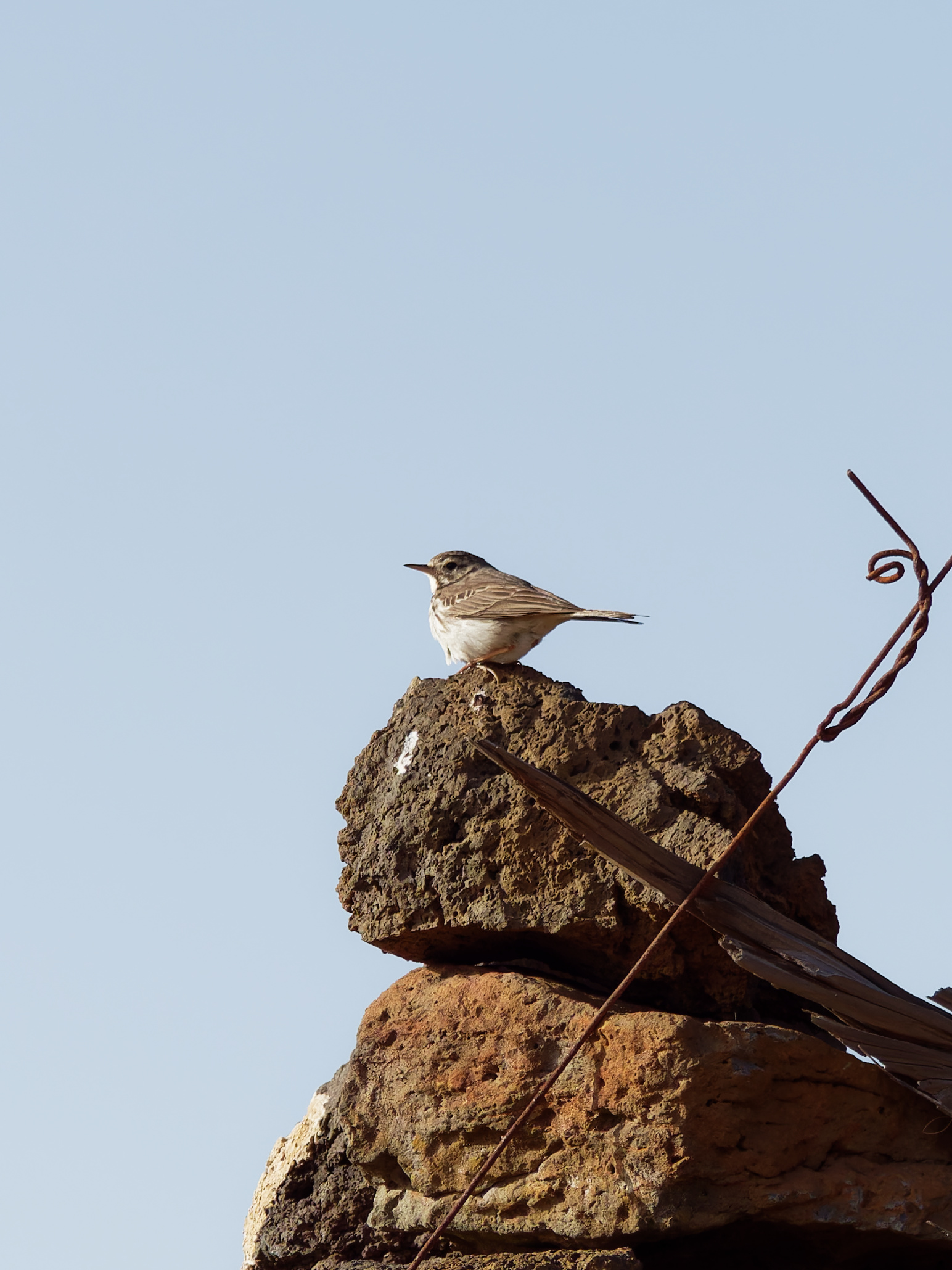 Berthelot's pipit