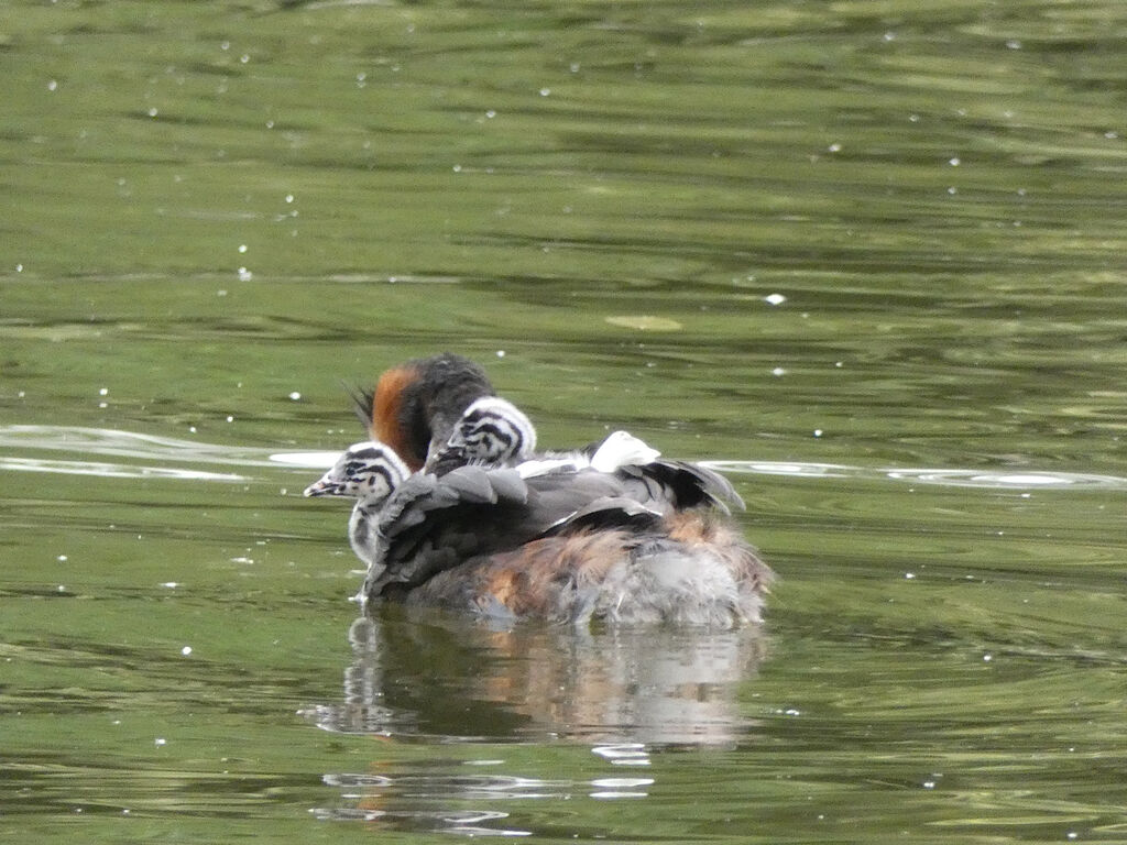 Better pic of the brood!