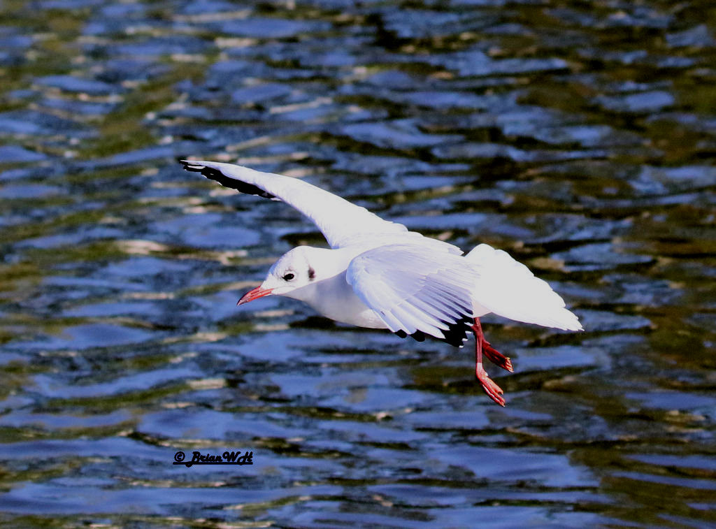 BH Gull In-Flight