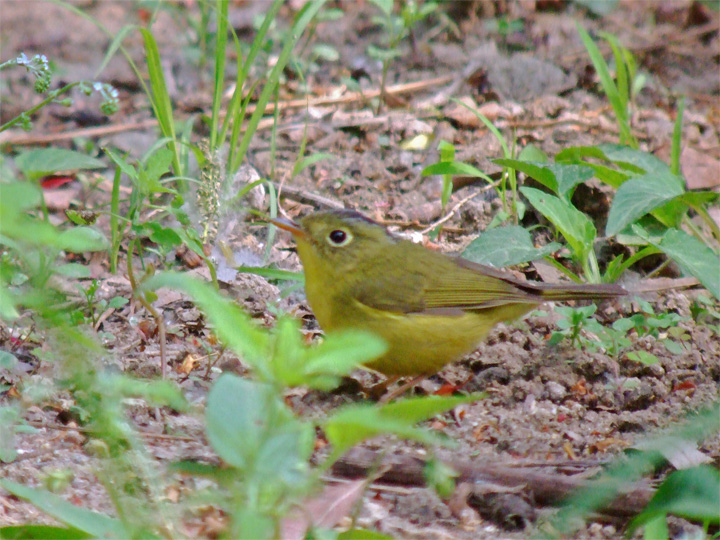 Bianchi's Warbler