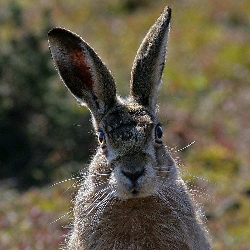 Big Ears....