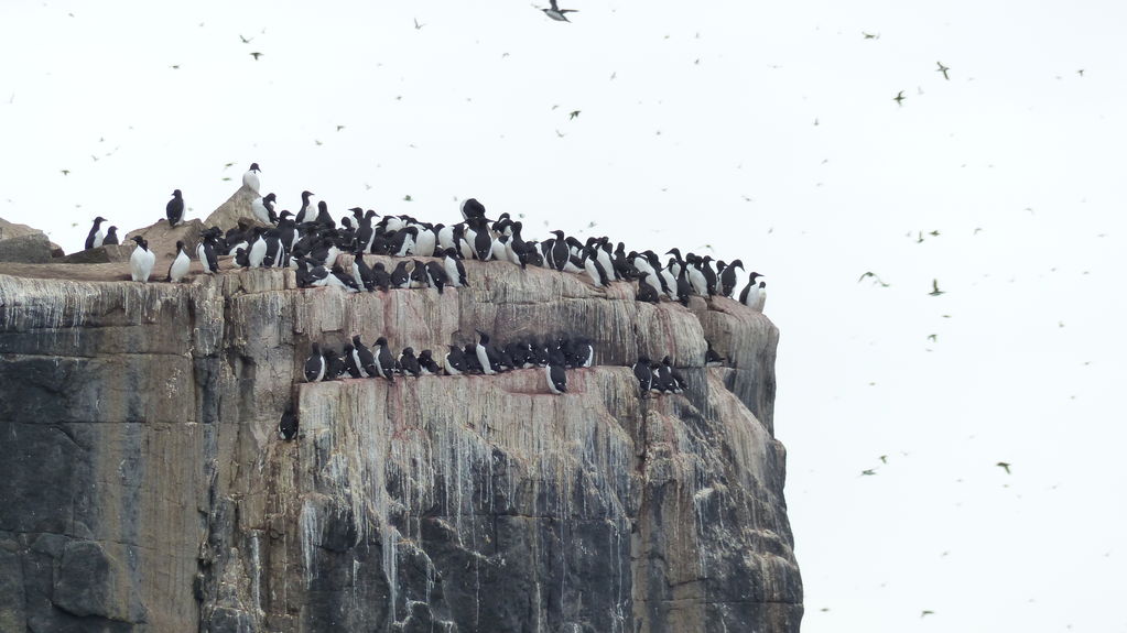 Bird cliffs