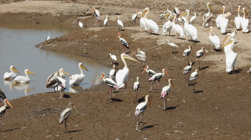 Bird Fair on Wetland