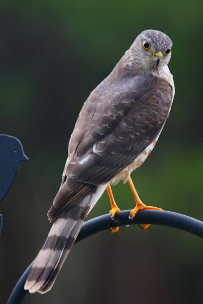 Bird feeder on bird feeder