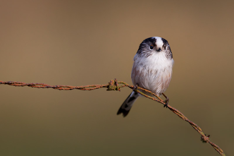 Bird on a wire - Long-tailed tit