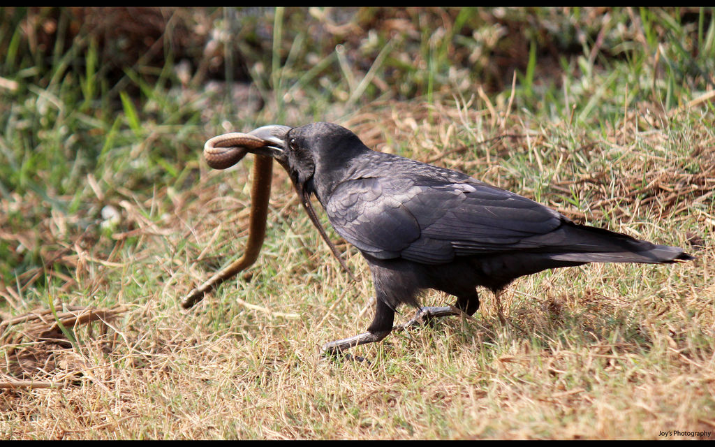 Bird with a catch - Jungle Crow
