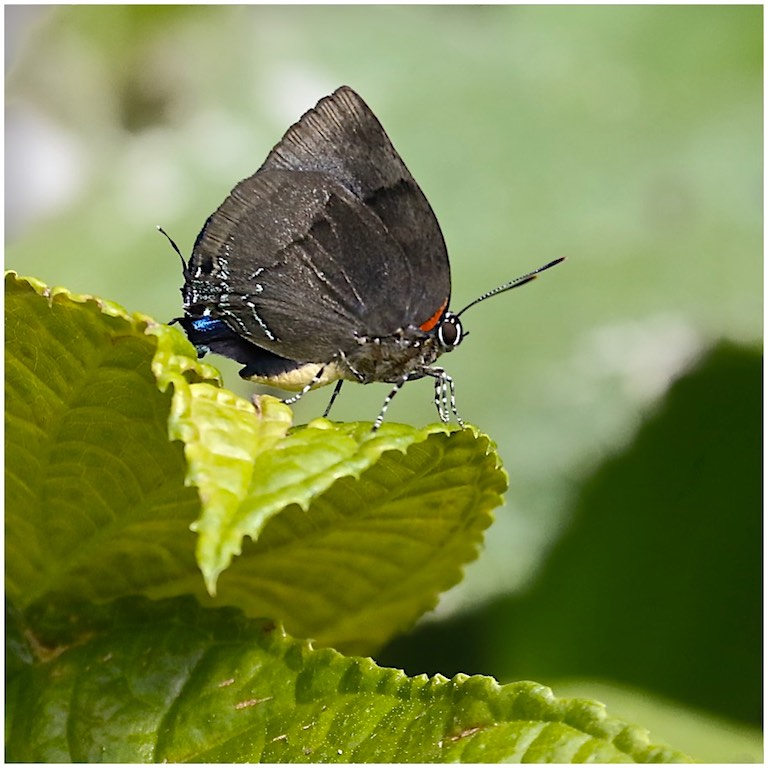 Bitias Hairstreak