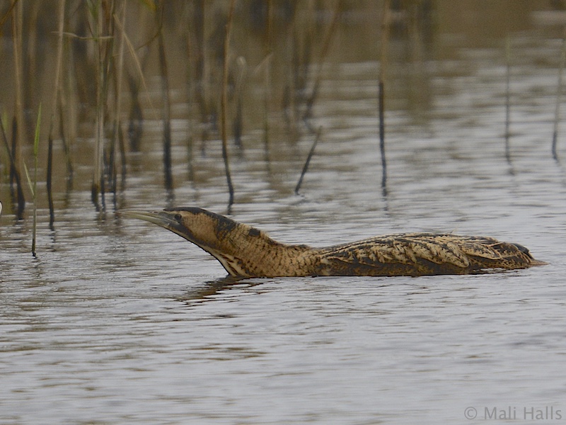 Bittern Swimming