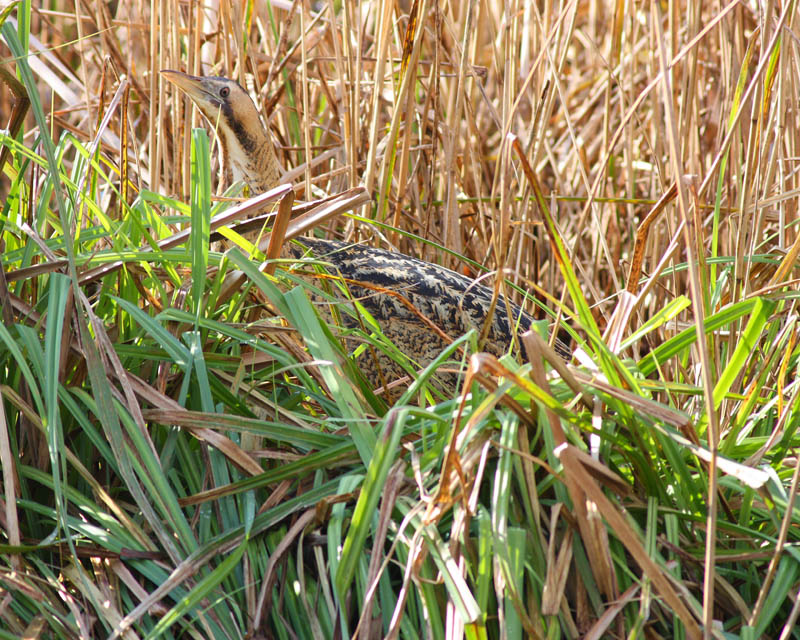 Bittern