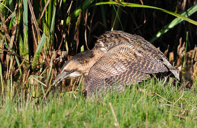 Bittern