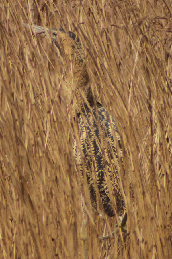Bittern