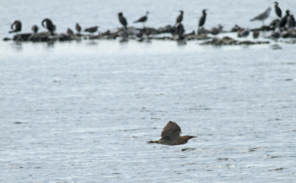 Bittern