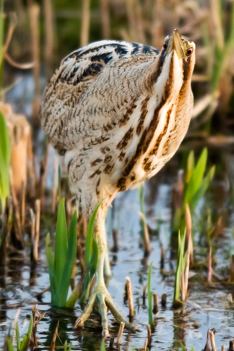 Bittern