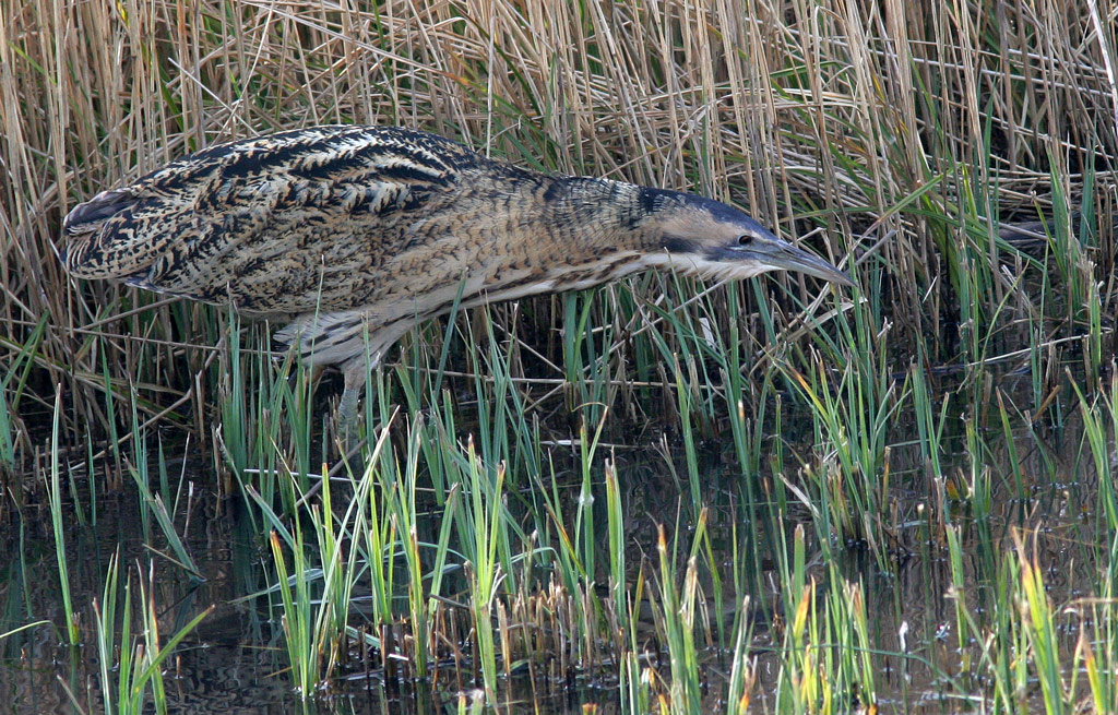 Bittern