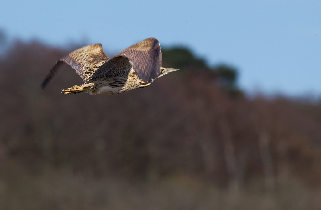 Bittern