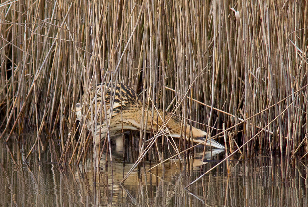Bittern