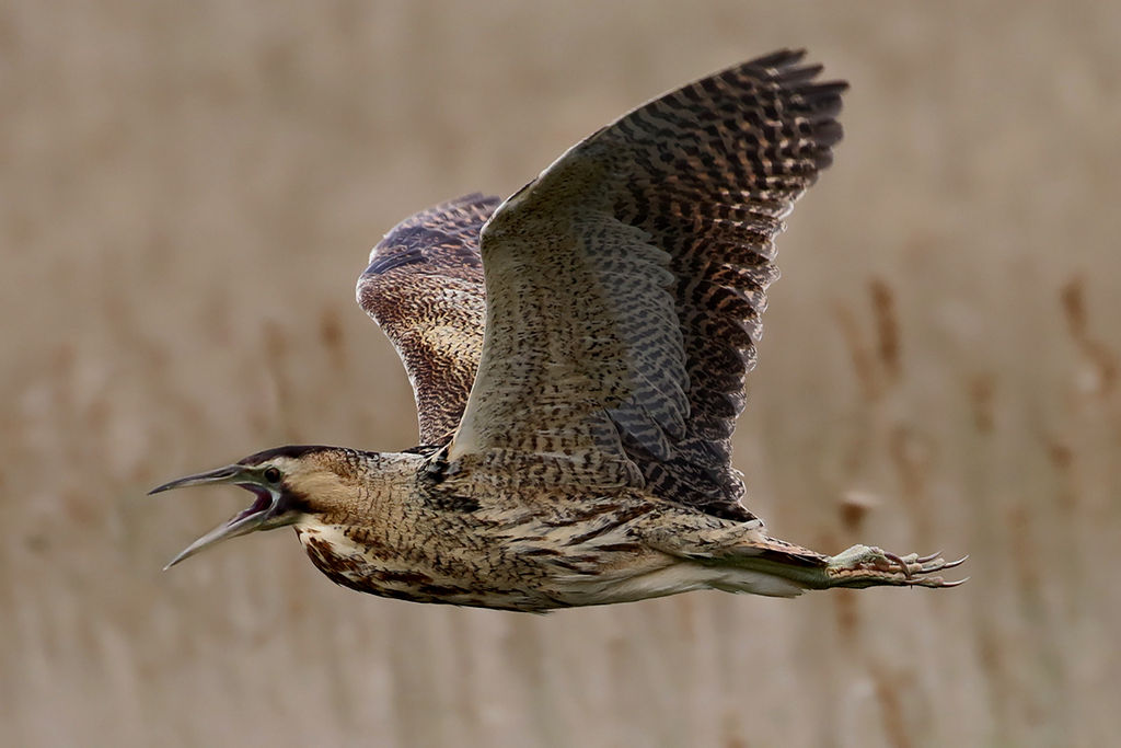 Bittern