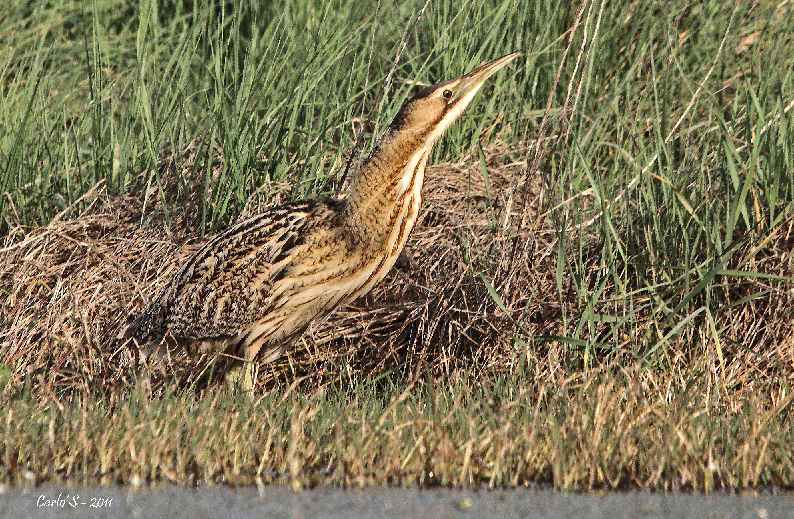 Bittern