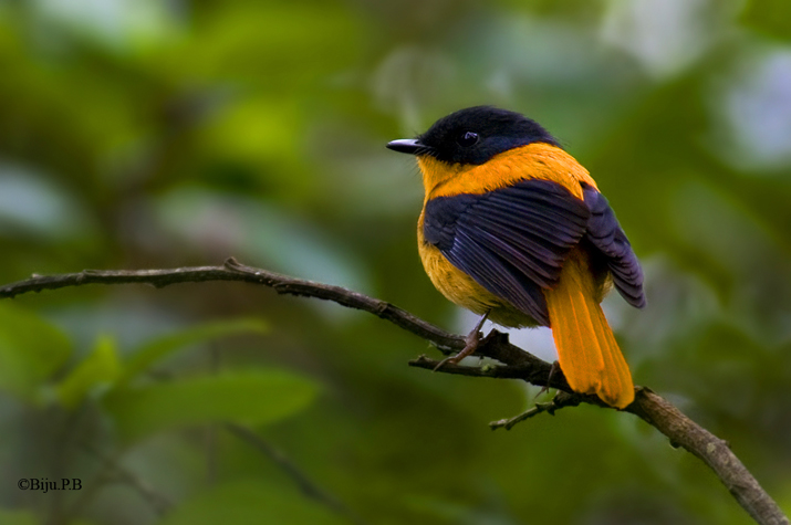 Black and Orange Flycatcher