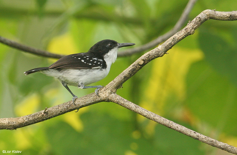 Black-and-White Antbird
