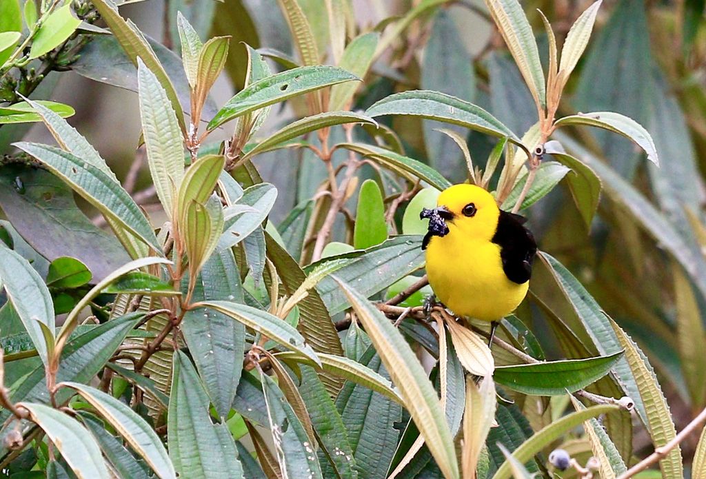 Black and Yellow Tanager.