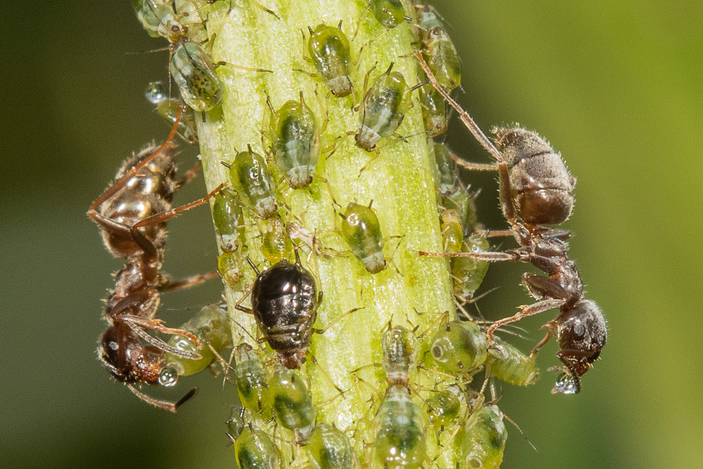 Black ants and aphids.