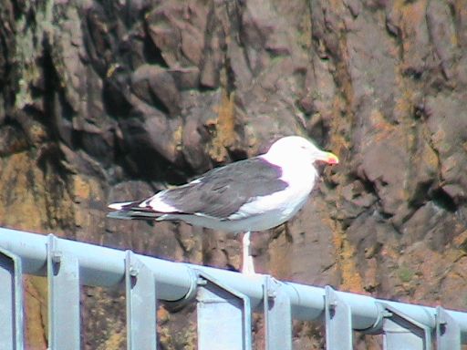 Black Backed Gull