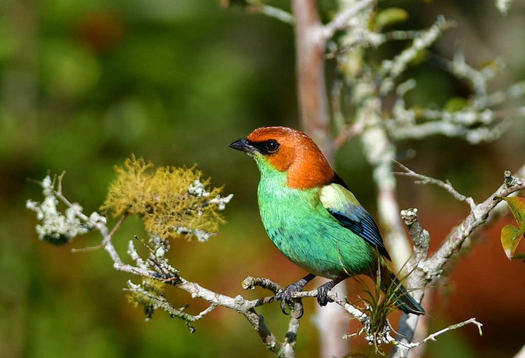 Black-backed Tanager