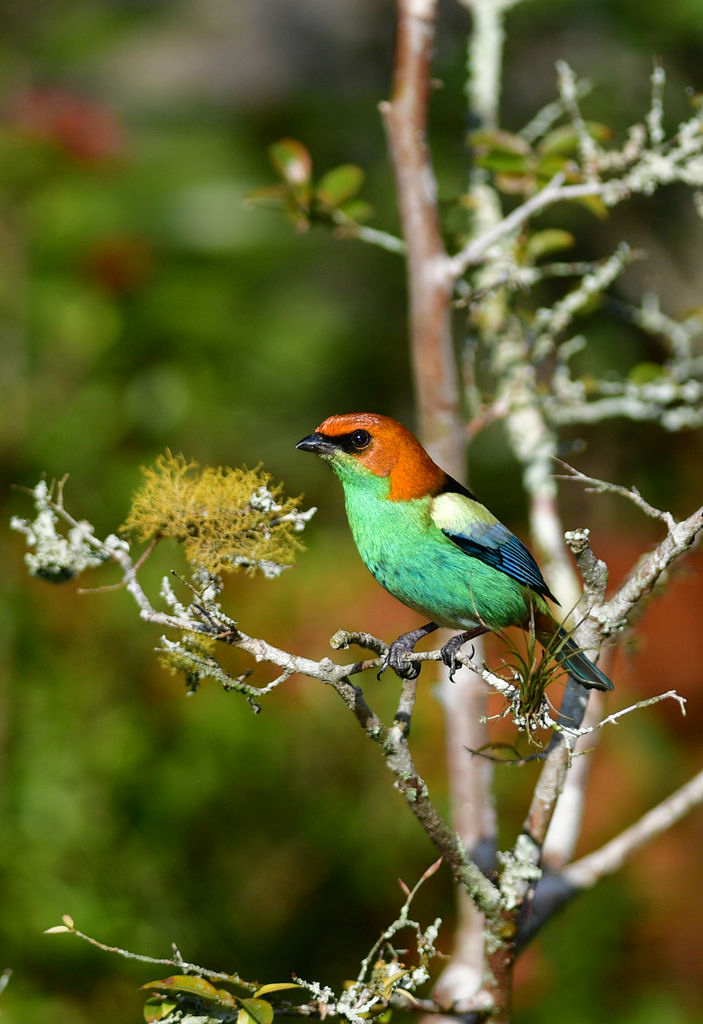 Black-backed Tanager