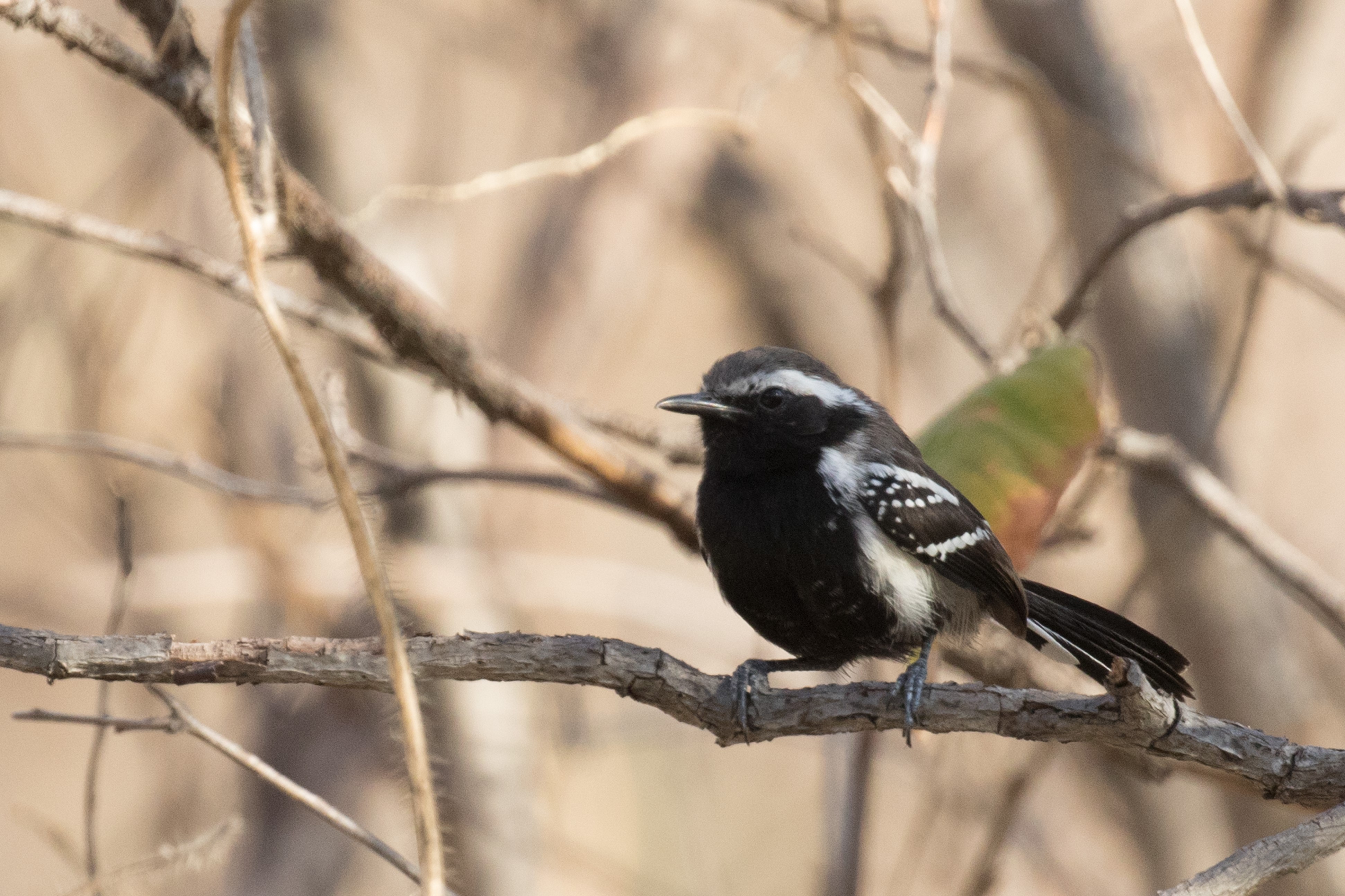 Black-bellied Antwren