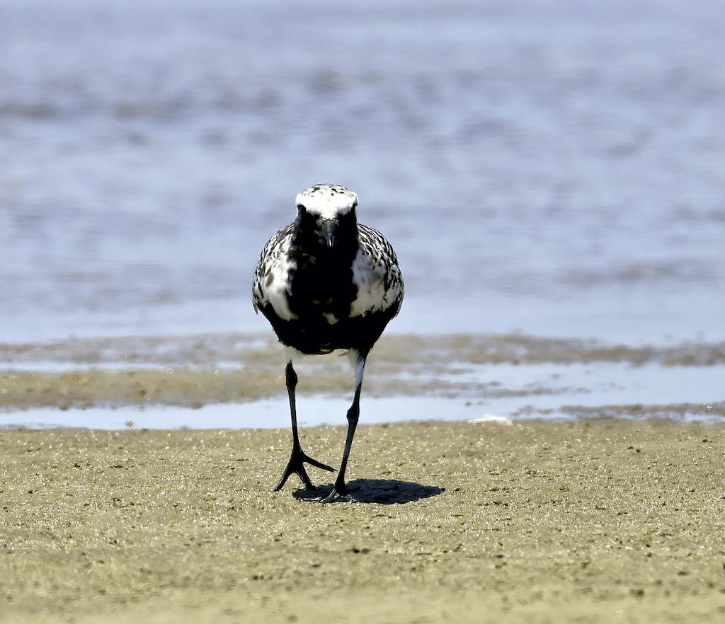 Black-bellied Plover.jpg