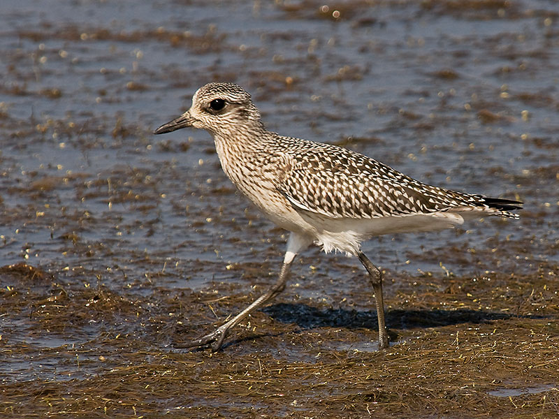 Black-bellied Plover