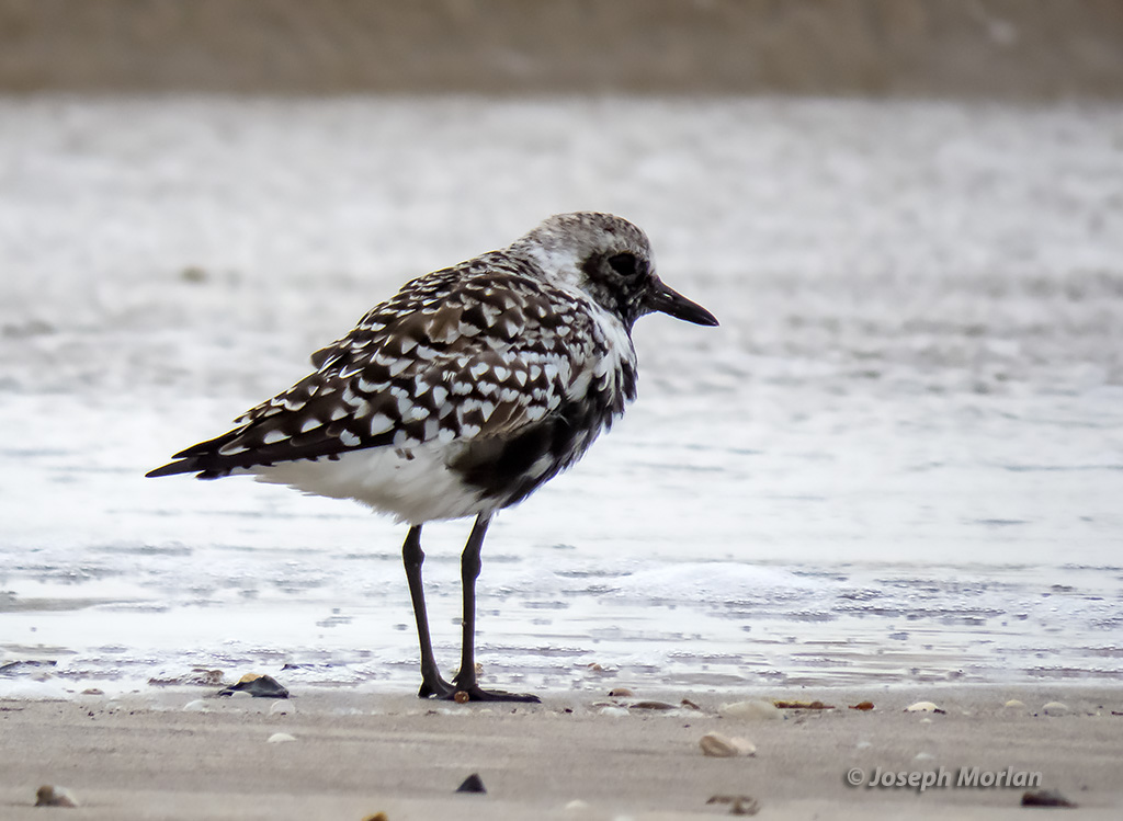 Black-bellied Plover