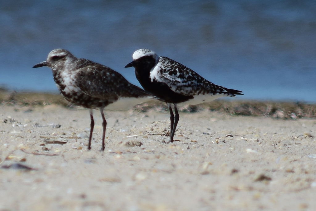 Black bellied plovers