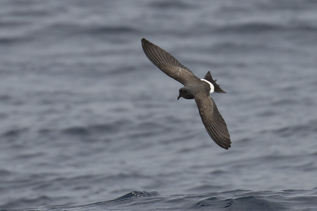 Black-bellied Storm Petrel