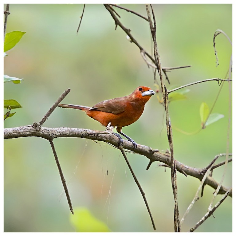 Black-bellied Tanager (female)
