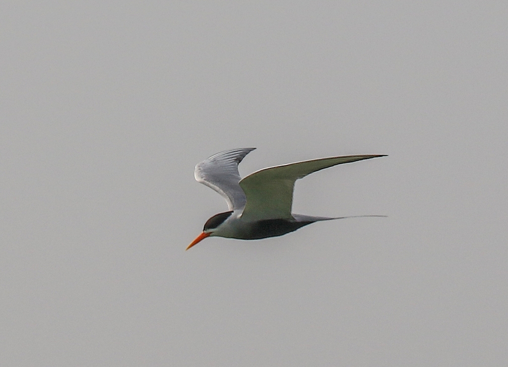 Black-bellied Tern