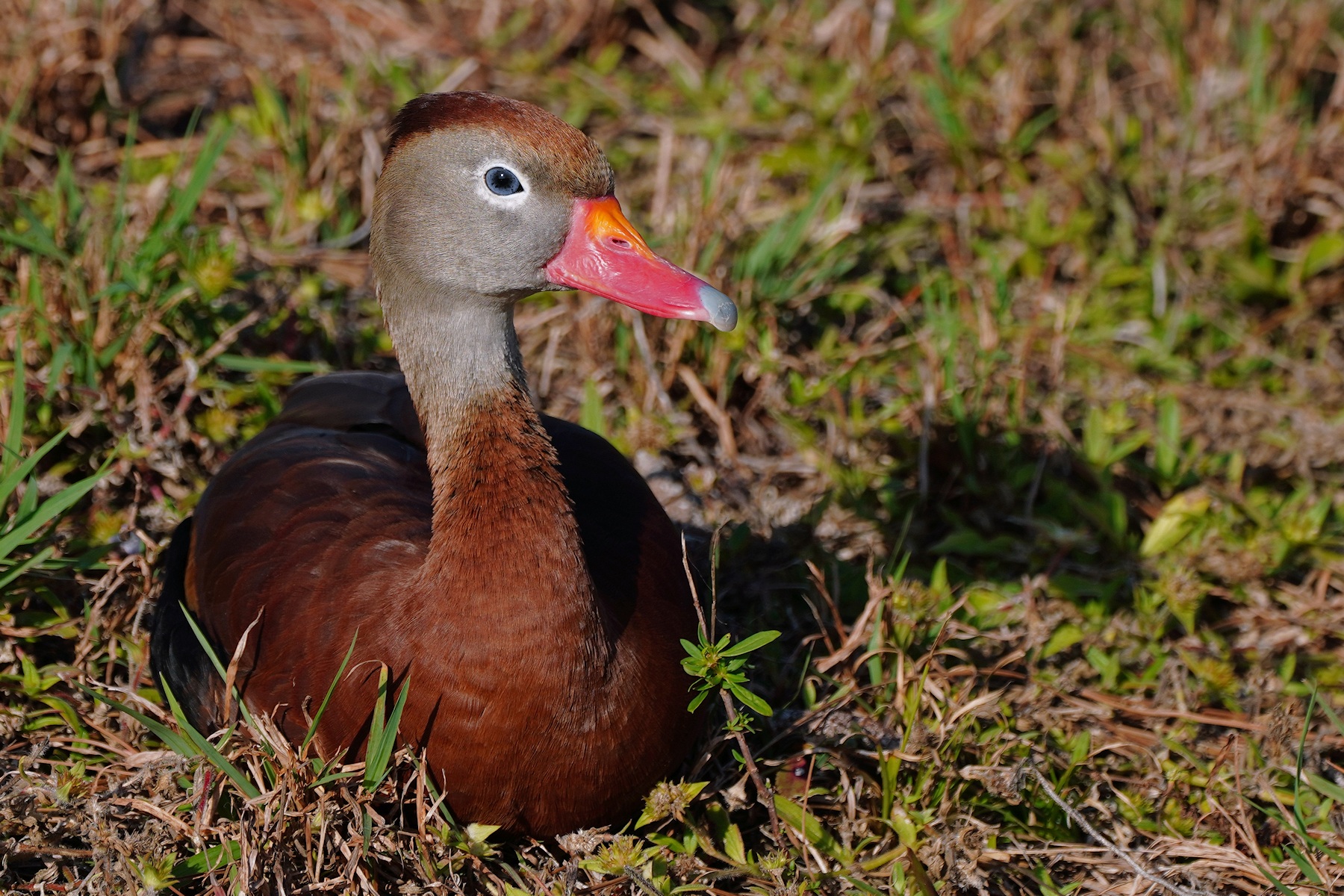 Black-bellied whistling duck - blue-eyed son