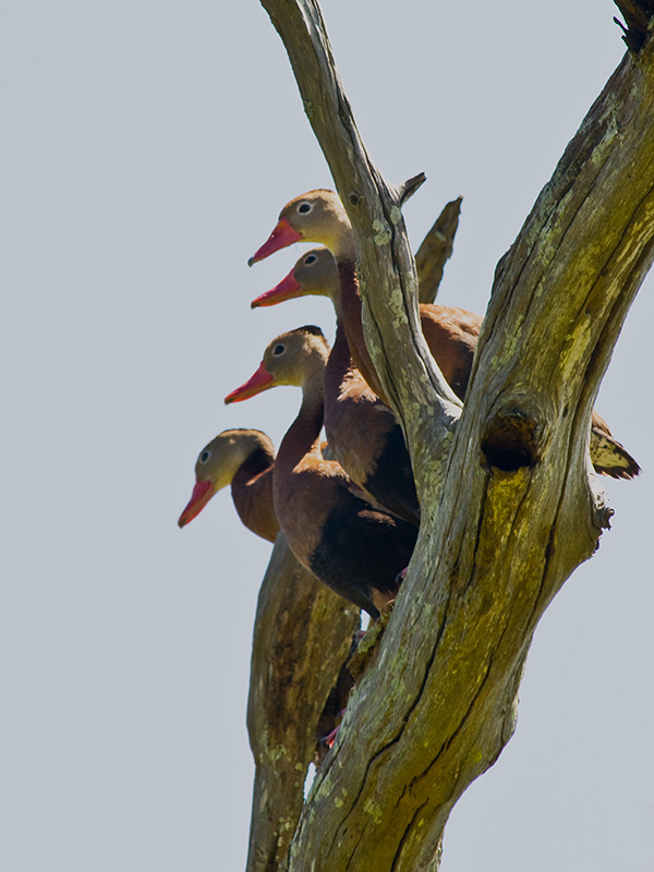 Black-bellied Whistling Ducks