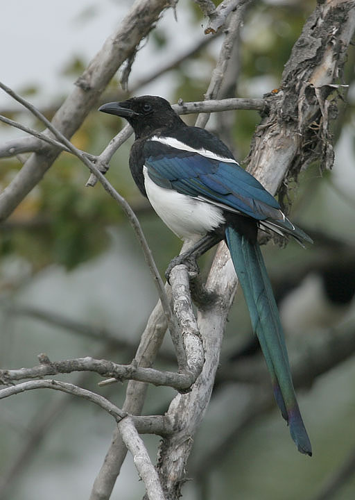 Black billed Magpie