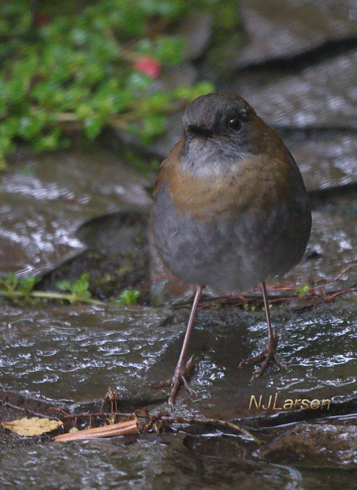 Black-billed Nightingale-Thrush