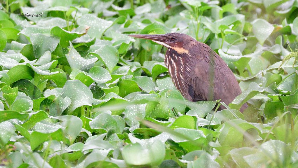 Black Bittern