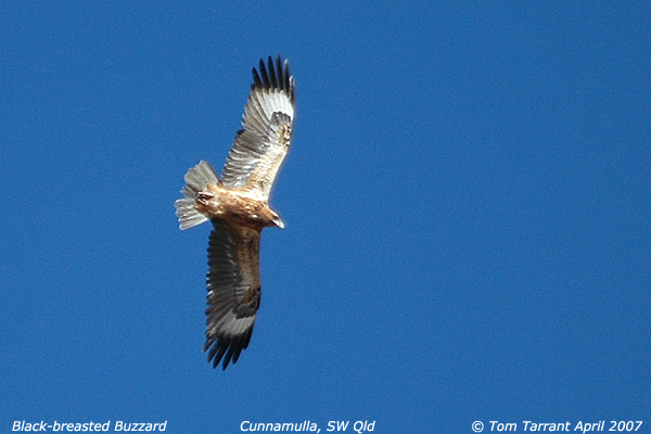 Black-breasted Buzzard